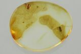 Detailed Fossil Pseudoscorpion (Neobisiidae) In Baltic Amber #270642-1